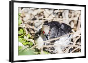 Adult Silvery Grebe (Podiceps Occipitalis), Puerto Madryn, Patagonia, Argentina, South America-Michael Nolan-Framed Photographic Print