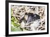 Adult Silvery Grebe (Podiceps Occipitalis), Puerto Madryn, Patagonia, Argentina, South America-Michael Nolan-Framed Photographic Print