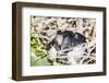 Adult Silvery Grebe (Podiceps Occipitalis), Puerto Madryn, Patagonia, Argentina, South America-Michael Nolan-Framed Photographic Print