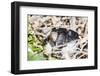 Adult Silvery Grebe (Podiceps Occipitalis), Puerto Madryn, Patagonia, Argentina, South America-Michael Nolan-Framed Photographic Print