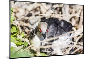 Adult Silvery Grebe (Podiceps Occipitalis), Puerto Madryn, Patagonia, Argentina, South America-Michael Nolan-Mounted Photographic Print