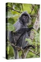 Adult Silvery Langur (Trachypithecus Cristatus) (Silvered Leaf Monkey), Malaysia-Michael Nolan-Stretched Canvas