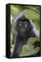 Adult Silvery Langur (Trachypithecus Cristatus) (Silvered Leaf Monkey), Malaysia-Michael Nolan-Framed Stretched Canvas