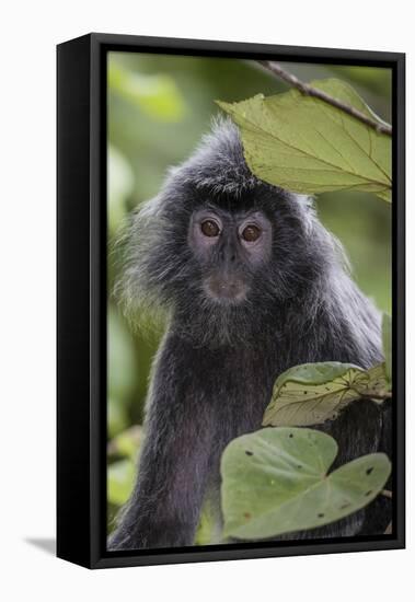 Adult Silvery Langur (Trachypithecus Cristatus) (Silvered Leaf Monkey), Malaysia-Michael Nolan-Framed Stretched Canvas