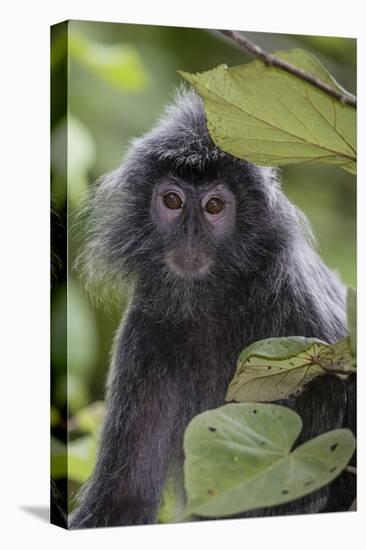 Adult Silvery Langur (Trachypithecus Cristatus) (Silvered Leaf Monkey), Malaysia-Michael Nolan-Stretched Canvas