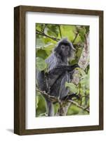 Adult Silvery Langur (Trachypithecus Cristatus) (Silvered Leaf Monkey), Malaysia-Michael Nolan-Framed Photographic Print