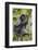 Adult Silvery Langur (Trachypithecus Cristatus) (Silvered Leaf Monkey), Malaysia-Michael Nolan-Framed Photographic Print