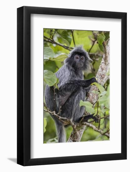 Adult Silvery Langur (Trachypithecus Cristatus) (Silvered Leaf Monkey), Malaysia-Michael Nolan-Framed Photographic Print