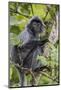 Adult Silvery Langur (Trachypithecus Cristatus) (Silvered Leaf Monkey), Malaysia-Michael Nolan-Mounted Photographic Print