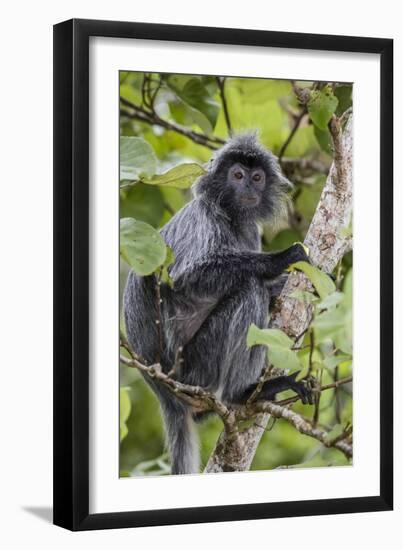 Adult Silvery Langur (Trachypithecus Cristatus) (Silvered Leaf Monkey), Malaysia-Michael Nolan-Framed Photographic Print