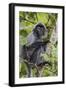 Adult Silvery Langur (Trachypithecus Cristatus) (Silvered Leaf Monkey), Malaysia-Michael Nolan-Framed Photographic Print