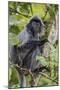 Adult Silvery Langur (Trachypithecus Cristatus) (Silvered Leaf Monkey), Malaysia-Michael Nolan-Mounted Photographic Print