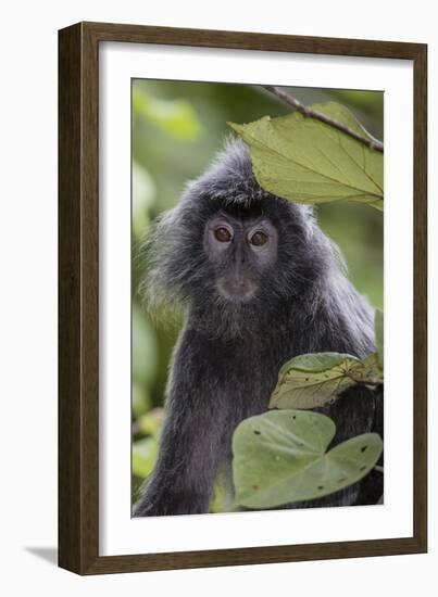 Adult Silvery Langur (Trachypithecus Cristatus) (Silvered Leaf Monkey), Malaysia-Michael Nolan-Framed Photographic Print