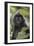 Adult Silvery Langur (Trachypithecus Cristatus) (Silvered Leaf Monkey), Malaysia-Michael Nolan-Framed Photographic Print