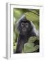 Adult Silvery Langur (Trachypithecus Cristatus) (Silvered Leaf Monkey), Malaysia-Michael Nolan-Framed Photographic Print