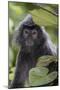 Adult Silvery Langur (Trachypithecus Cristatus) (Silvered Leaf Monkey), Malaysia-Michael Nolan-Mounted Photographic Print