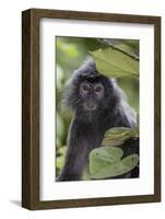 Adult Silvery Langur (Trachypithecus Cristatus) (Silvered Leaf Monkey), Malaysia-Michael Nolan-Framed Photographic Print