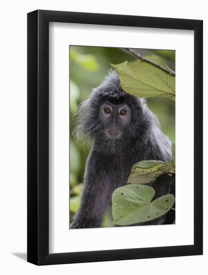 Adult Silvery Langur (Trachypithecus Cristatus) (Silvered Leaf Monkey), Malaysia-Michael Nolan-Framed Photographic Print