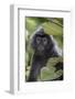 Adult Silvery Langur (Trachypithecus Cristatus) (Silvered Leaf Monkey), Malaysia-Michael Nolan-Framed Photographic Print