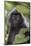 Adult Silvery Langur (Trachypithecus Cristatus) (Silvered Leaf Monkey), Malaysia-Michael Nolan-Mounted Photographic Print