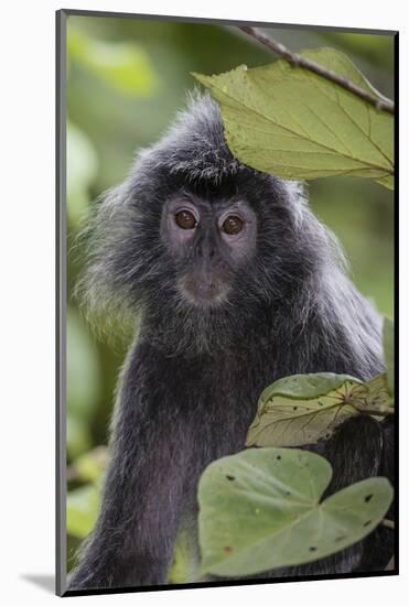 Adult Silvery Langur (Trachypithecus Cristatus) (Silvered Leaf Monkey), Malaysia-Michael Nolan-Mounted Photographic Print