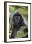 Adult Silvery Langur (Trachypithecus Cristatus) (Silvered Leaf Monkey), Malaysia-Michael Nolan-Framed Photographic Print