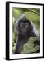 Adult Silvery Langur (Trachypithecus Cristatus) (Silvered Leaf Monkey), Malaysia-Michael Nolan-Framed Photographic Print