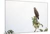 Adult snail kite (Rostrhamus sociabilis), in the Pacaya Samiria Preserve, Loreto, Peru-Michael Nolan-Mounted Photographic Print