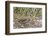 Adult South Georgia Pintail (Anas Georgica Georgica), Prion Island, South Georgia-Michael Nolan-Framed Photographic Print