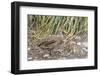 Adult South Georgia Pintail (Anas Georgica Georgica), Prion Island, South Georgia-Michael Nolan-Framed Photographic Print