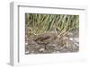 Adult South Georgia Pintail (Anas Georgica Georgica), Prion Island, South Georgia-Michael Nolan-Framed Photographic Print