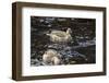 Adult South Georgia Pintail (Anas Georgica)-Michael Nolan-Framed Photographic Print