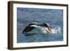 Adult South Georgia Shag (Phalacrocorax Atriceps Georgianus), in Ocean Harbor, South Georgia-Michael Nolan-Framed Photographic Print