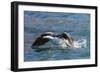 Adult South Georgia Shag (Phalacrocorax Atriceps Georgianus), in Ocean Harbor, South Georgia-Michael Nolan-Framed Photographic Print