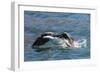 Adult South Georgia Shag (Phalacrocorax Atriceps Georgianus), in Ocean Harbor, South Georgia-Michael Nolan-Framed Photographic Print