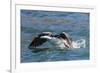 Adult South Georgia Shag (Phalacrocorax Atriceps Georgianus), in Ocean Harbor, South Georgia-Michael Nolan-Framed Photographic Print