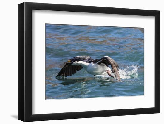 Adult South Georgia Shag (Phalacrocorax Atriceps Georgianus), in Ocean Harbor, South Georgia-Michael Nolan-Framed Photographic Print