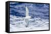 Adult Southern Fulma (Fulmarus Glacialoides) in Flight at Coronation Island-Michael Nolan-Framed Stretched Canvas