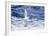 Adult Southern Fulma (Fulmarus Glacialoides) in Flight at Coronation Island-Michael Nolan-Framed Photographic Print