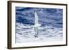 Adult Southern Fulma (Fulmarus Glacialoides) in Flight at Coronation Island-Michael Nolan-Framed Photographic Print