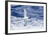 Adult Southern Fulma (Fulmarus Glacialoides) in Flight at Coronation Island-Michael Nolan-Framed Photographic Print