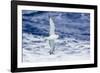 Adult Southern Fulma (Fulmarus Glacialoides) in Flight at Coronation Island-Michael Nolan-Framed Photographic Print