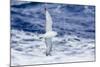 Adult Southern Fulma (Fulmarus Glacialoides) in Flight at Coronation Island-Michael Nolan-Mounted Photographic Print