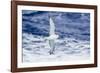 Adult Southern Fulma (Fulmarus Glacialoides) in Flight at Coronation Island-Michael Nolan-Framed Photographic Print