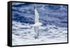 Adult Southern Fulma (Fulmarus Glacialoides) in Flight at Coronation Island-Michael Nolan-Framed Stretched Canvas