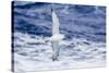Adult Southern Fulma (Fulmarus Glacialoides) in Flight at Coronation Island-Michael Nolan-Stretched Canvas