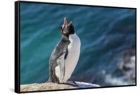 Adult southern rockhopper penguin (Eudyptes chrysocome) at breeding colony on Saunders Island, Falk-Michael Nolan-Framed Stretched Canvas