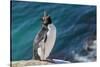 Adult southern rockhopper penguin (Eudyptes chrysocome) at breeding colony on Saunders Island, Falk-Michael Nolan-Stretched Canvas