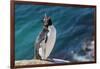 Adult southern rockhopper penguin (Eudyptes chrysocome) at breeding colony on Saunders Island, Falk-Michael Nolan-Framed Photographic Print