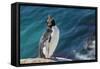 Adult southern rockhopper penguin (Eudyptes chrysocome) at breeding colony on Saunders Island, Falk-Michael Nolan-Framed Stretched Canvas